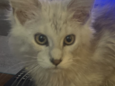 High Silver - Maine Coon - Gallery Photo #1