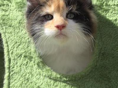 Charlotte Calico - Maine Coon - Gallery Photo #1