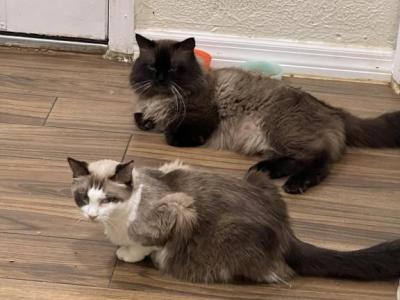 Ragdolls - Ragdoll - Gallery Photo #1