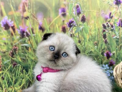 Portland Mika Scottish Fold Kitty - Scottish Fold - Gallery Photo #1