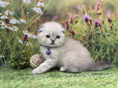 Portland Mila Scottish Fold Kitty - Scottish Fold - Gallery Photo #1