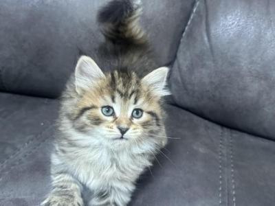 Dumpling - Siberian - Gallery Photo #1