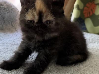 Exotic Shorthair Tortie - Exotic - Gallery Photo #1