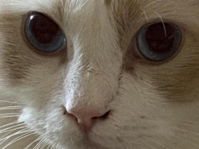 Romeo - Ragdoll - Gallery Photo #1