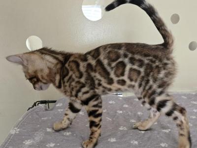 Dark Boy - Bengal - Gallery Photo #1