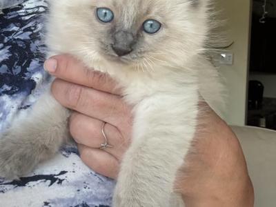 Moe - Ragdoll - Gallery Photo #1
