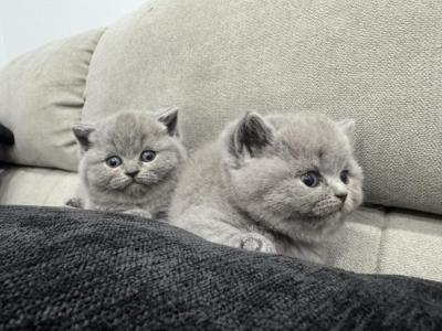 Ralph - British Shorthair - Gallery Photo #1