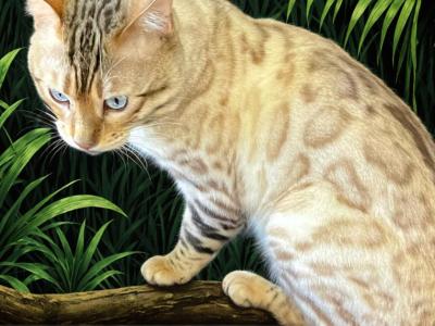 Seal Lynx Bengal Kittens - Bengal - Gallery Photo #1