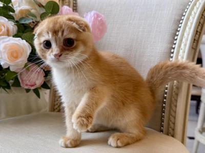 Scottish Fold Light Golden Male - Scottish Fold - Gallery Photo #1