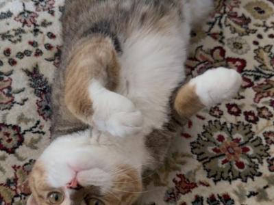 Hazel - Domestic - Gallery Photo #1