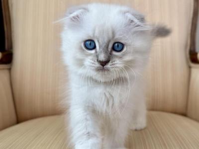 Scottish Fold Seal Point Male - Scottish Fold - Gallery Photo #1
