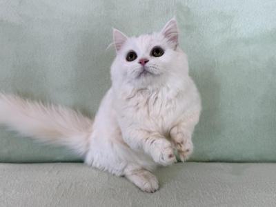 Munchkin White Male - Munchkin - Gallery Photo #1
