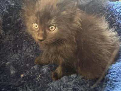 Brianna Of Donnelly - Maine Coon - Gallery Photo #1