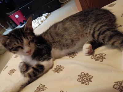 Rascal - Domestic - Gallery Photo #1