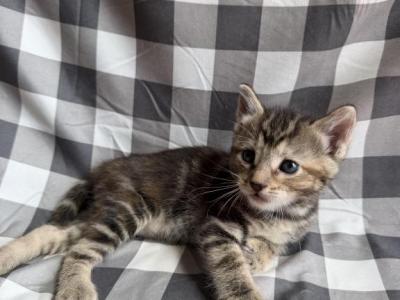 Munchkins - Munchkin - Gallery Photo #1