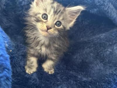 Tilly Of Donnelly - Maine Coon - Gallery Photo #1