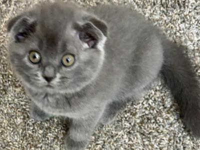 Gabi' - Scottish Fold - Gallery Photo #1