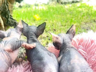 Hootch - Sphynx - Gallery Photo #1