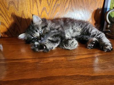 Sweet Hufflepuff - Persian - Gallery Photo #1