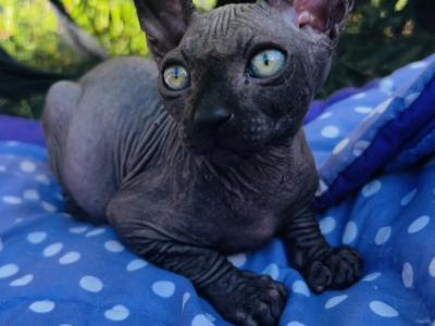 Onyx - Sphynx - Gallery Photo #1