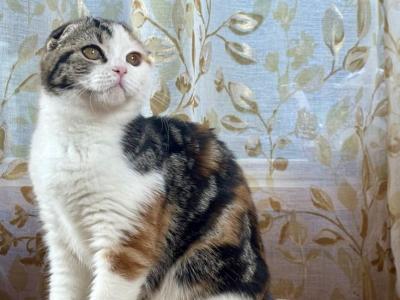 Gianna - Scottish Fold - Gallery Photo #1