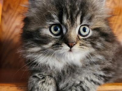Sweet Nala - Persian - Gallery Photo #1