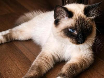Boopsy - Ragdoll - Gallery Photo #1