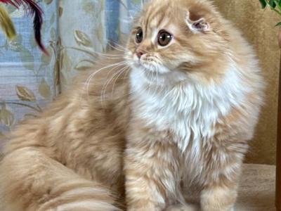 Figaro - Scottish Fold - Gallery Photo #1