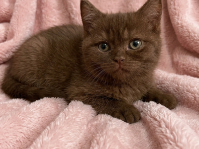 Chocolate Scottish Kitten - Scottish Straight - Gallery Photo #1