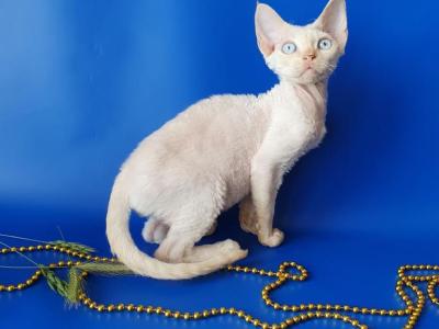 Red Point Blue Eyes - Devon Rex - Gallery Photo #1