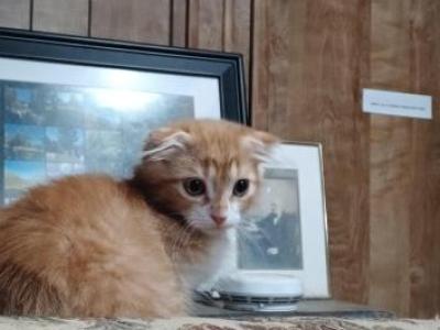 GARFIELD - Scottish Fold - Gallery Photo #1