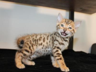 Kato - Bengal - Gallery Photo #1
