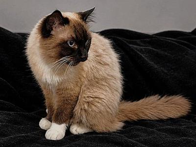 Bit - Ragdoll - Gallery Photo #1