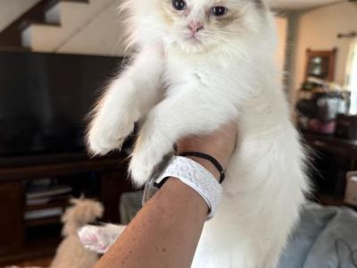 Seal Bi Color Male - Ragdoll - Gallery Photo #1