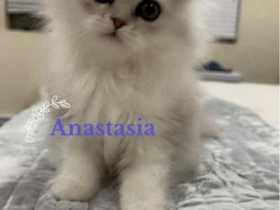 Diamond Dollz Anastasia - Persian - Gallery Photo #1