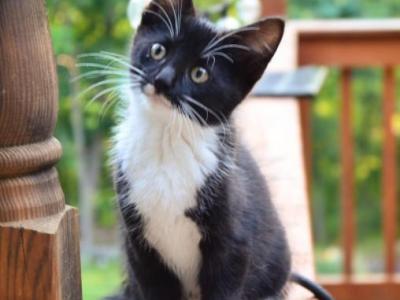 Mittens - Domestic - Gallery Photo #1