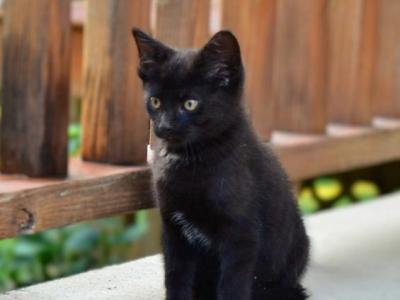 Oreo - Domestic - Gallery Photo #1