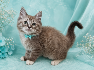 Astounding In AquaTICA Registered Cheribum Ragdoll - Ragdoll - Gallery Photo #1