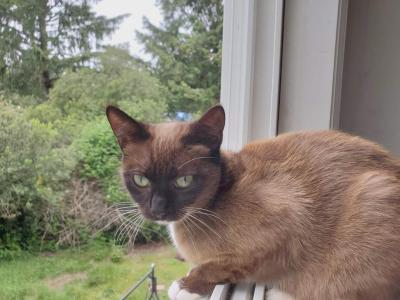 Strawberry - Snowshoe - Gallery Photo #1