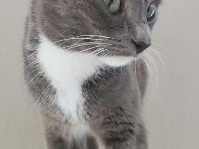 Blueberry - Snowshoe - Gallery Photo #1