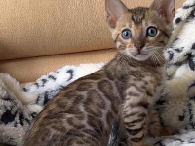 Bengal Kittens - Bengal - Gallery Photo #1
