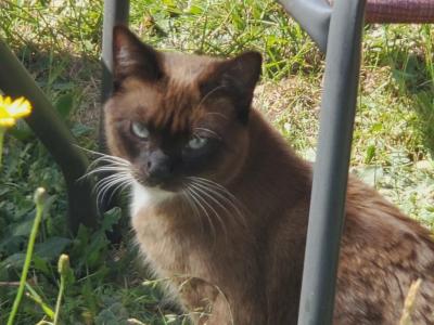 Remington - Snowshoe - Gallery Photo #1