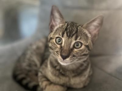Boba - Savannah - Gallery Photo #1