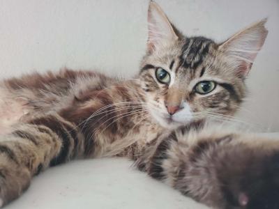 Falkor - Ragdoll - Gallery Photo #1