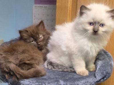 Persian Ragdoll - Ragdoll - Gallery Photo #1