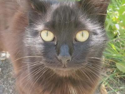 Deanie Baby - Ragdoll - Gallery Photo #1