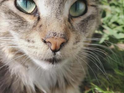 Flannigan - Ragdoll - Gallery Photo #1