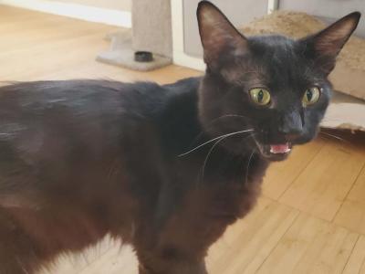 T'Challa - Ragdoll - Gallery Photo #1