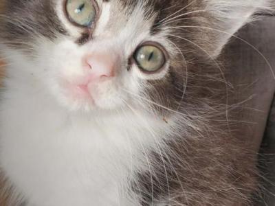 Ragdoll Snowshoe Mix - Snowshoe - Gallery Photo #1