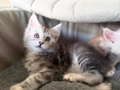 MaineCoon Layla - Maine Coon - Gallery Photo #1